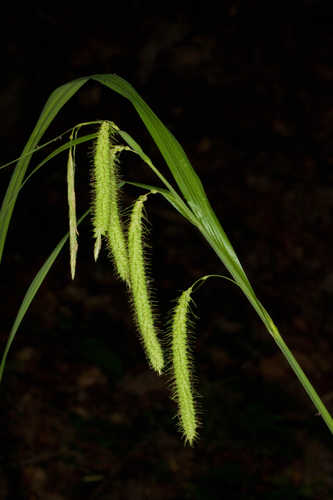 Carex crinita var. brevicrinis #21